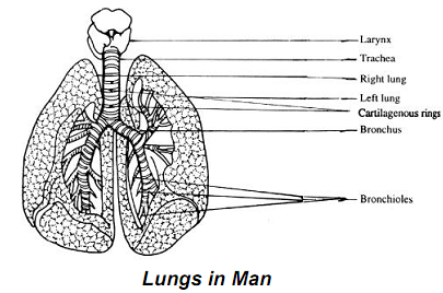 1189_Human lungs.png